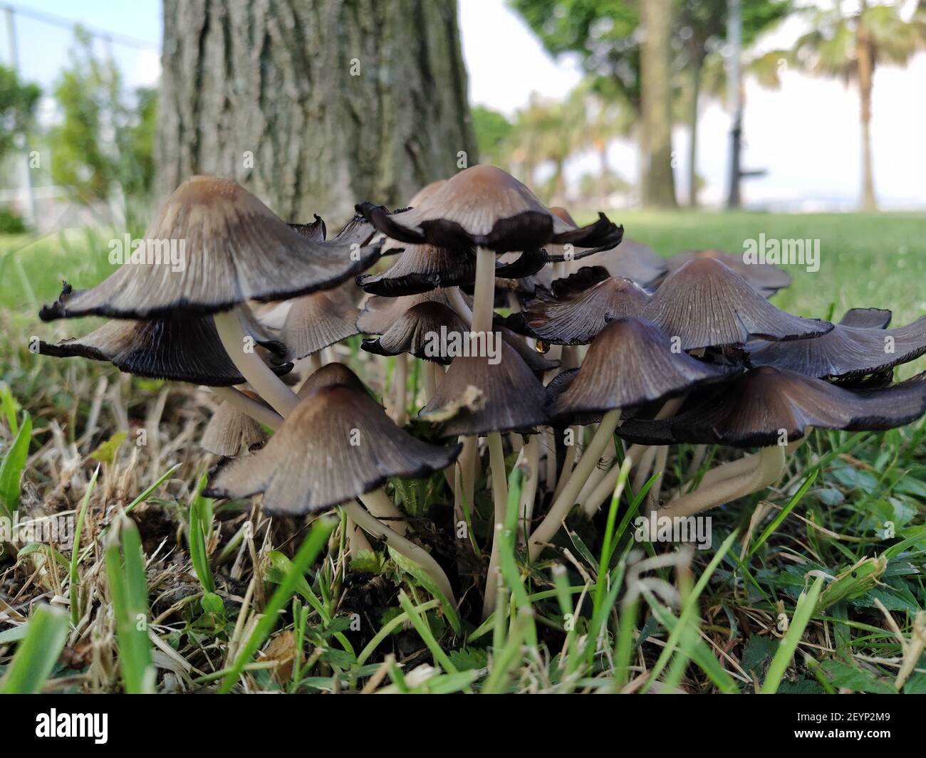 Coprinellus Micaceus mushrooms group on grass Stock Photo - Alamy