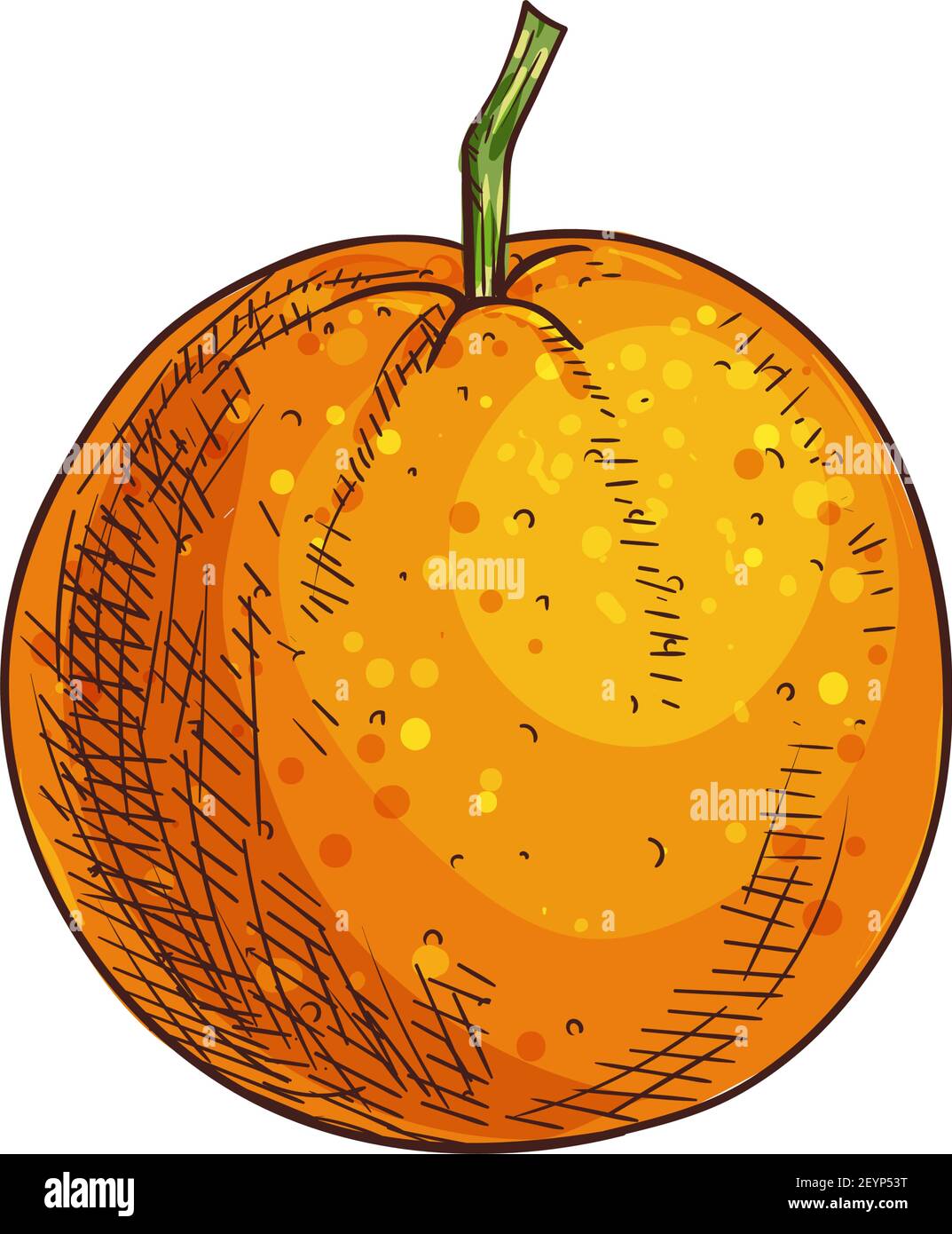 Mandarin or clementine isolated sketch. Vector whole tangerine citrus fruit, exotic tropical food Stock Vector