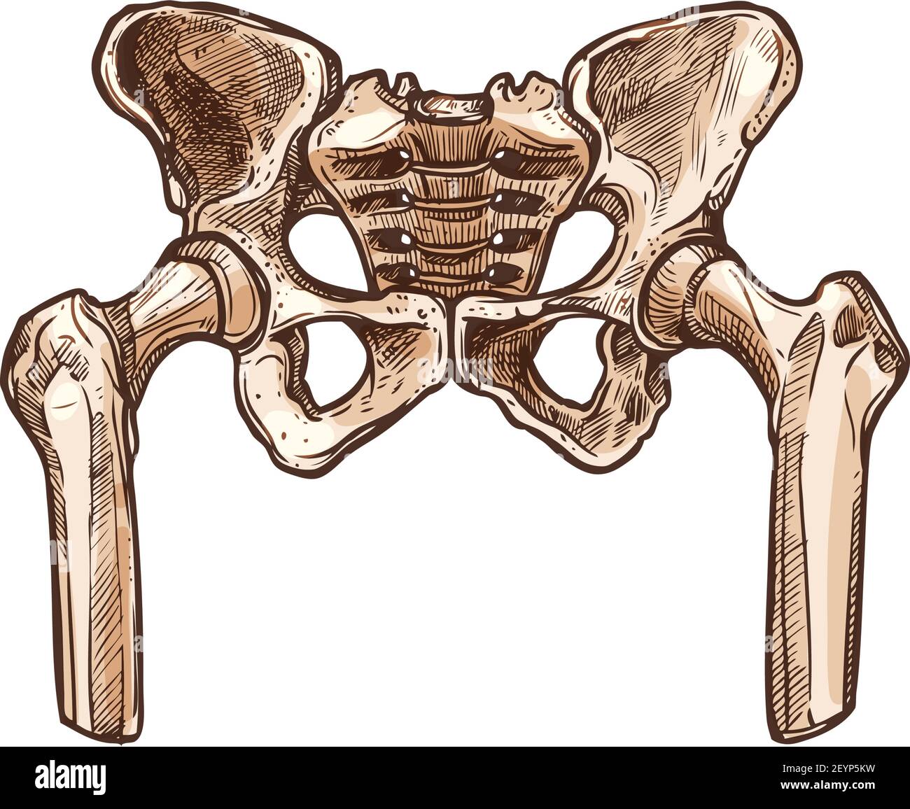 Pelvic hip skeleton isolated pelvis bones. Vector lower part of trunk of human body Stock Vector