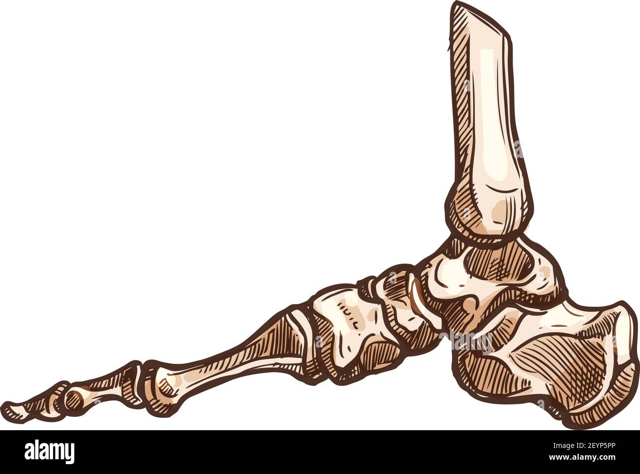 Ankle bones joint isolated posterior malleolus sketch. Vector foot skeleton, human anatomy Stock
