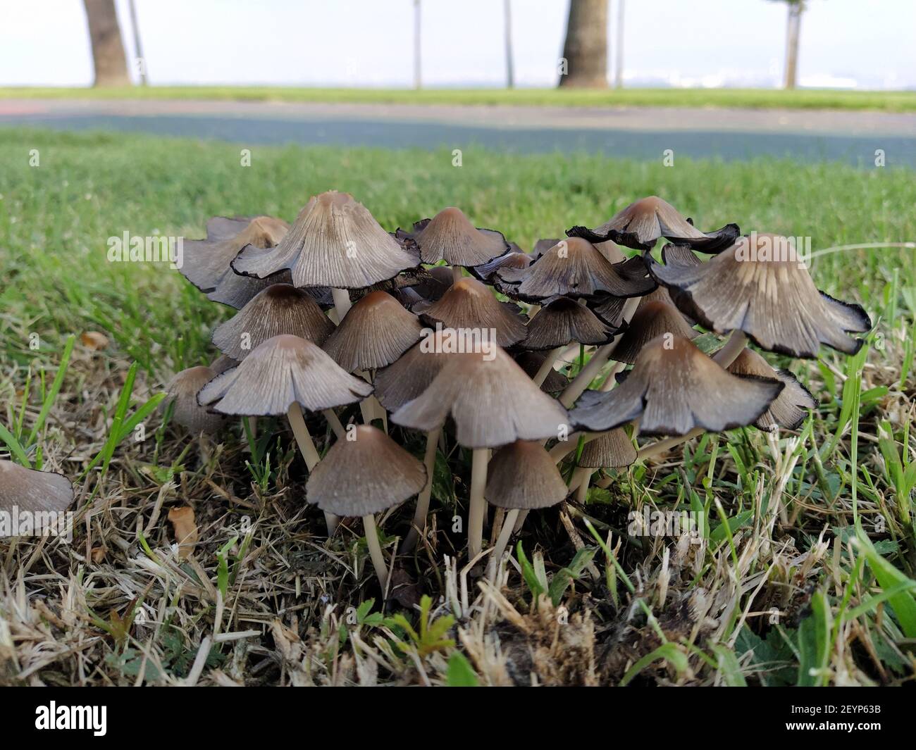 Coprinellus Micaceus mushrooms group on grass Stock Photo - Alamy