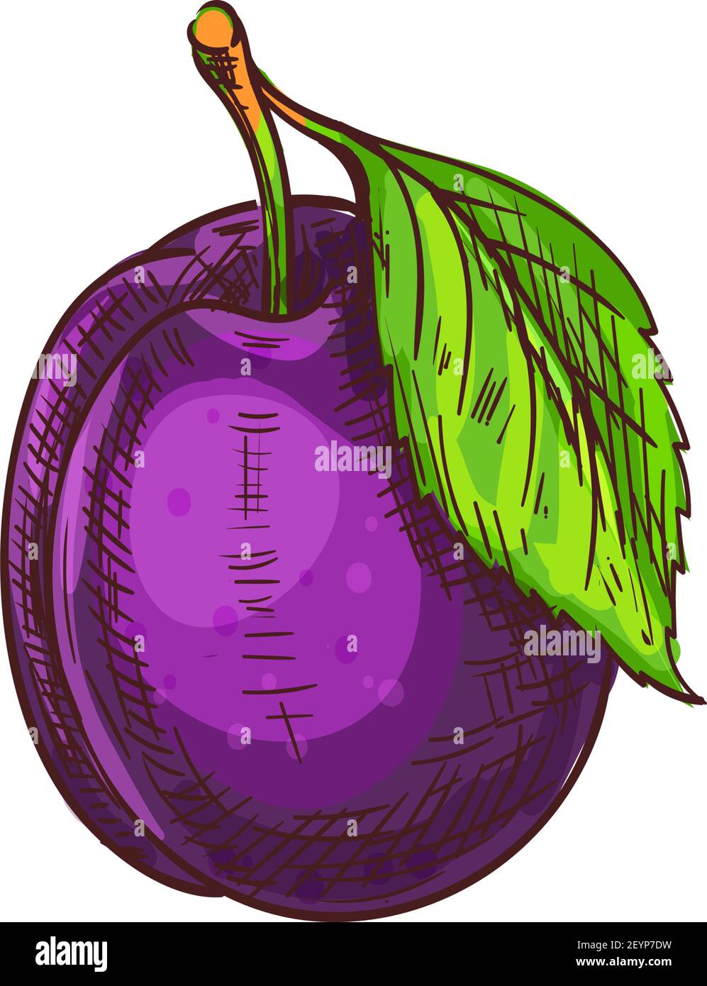 Plum isolated fruit with leaf sketch. Vector summer food dessert, prune berry Stock Vector
