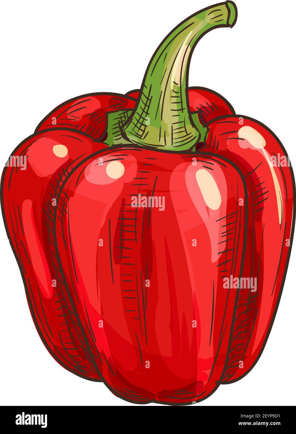 Sweet red capsicum isolated sketch. Vector bulgarian bell pepper, fresh  vegetable Stock Vector Image & Art - Alamy