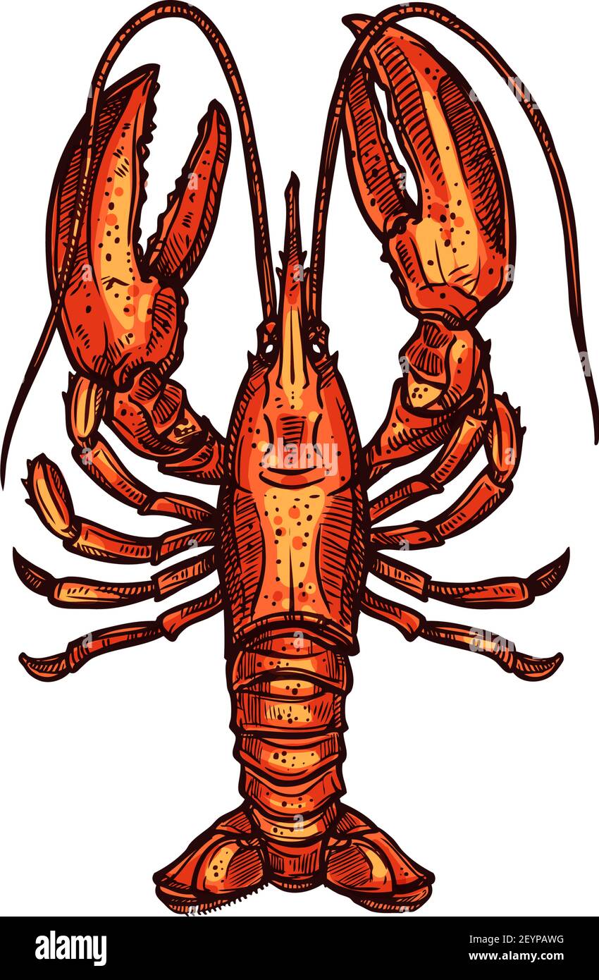 Red boiled lobster isolated marine seafood sketch. Vector aquatic animal, cooked crustacean, hand drawn food. Sea lobster with cylindrical body, stalk Stock Vector