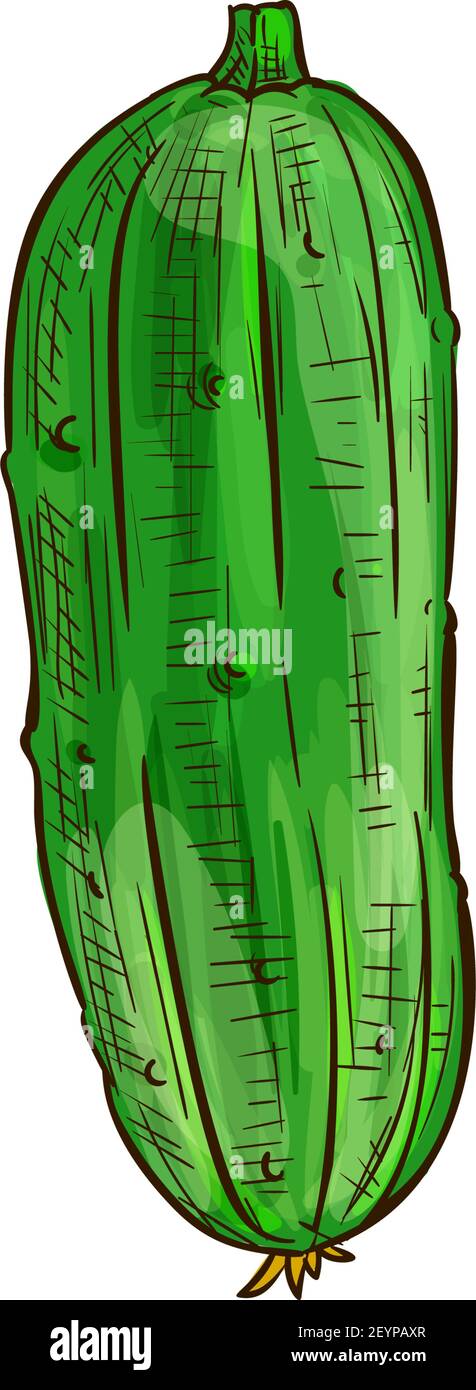Two cucumbers with yellow flower isolated green veggies. Vector pickles with blossom, vegetable sketch Stock Vector