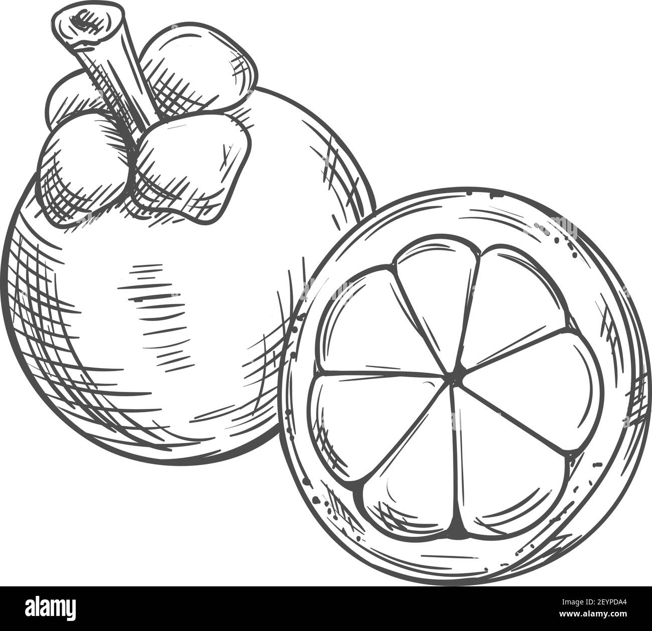 Mangosteen fruit isolated sketch. Vector exotic tropical purple