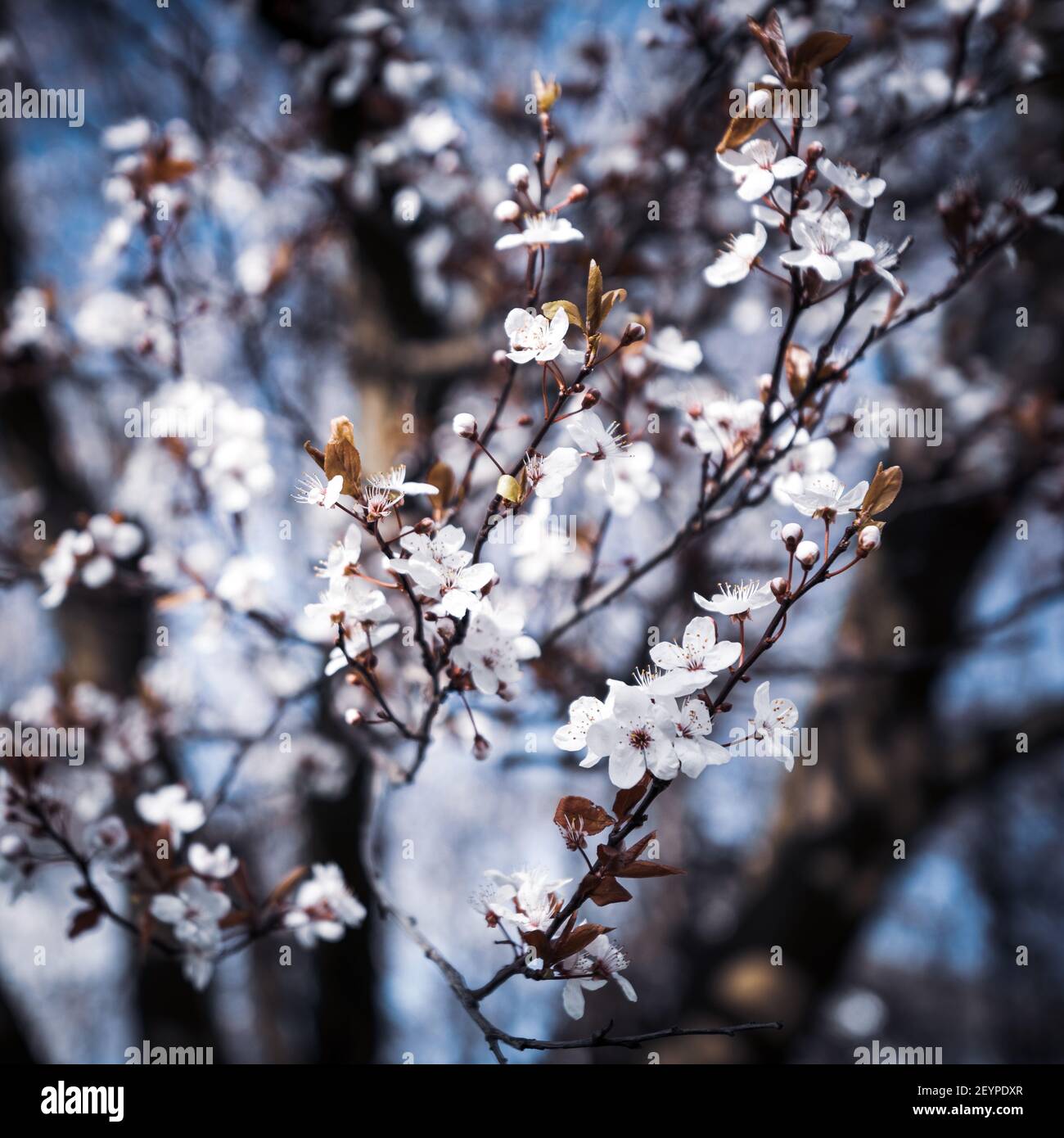 Cherry blossom flowers on a tree bloom into life Stock Photo