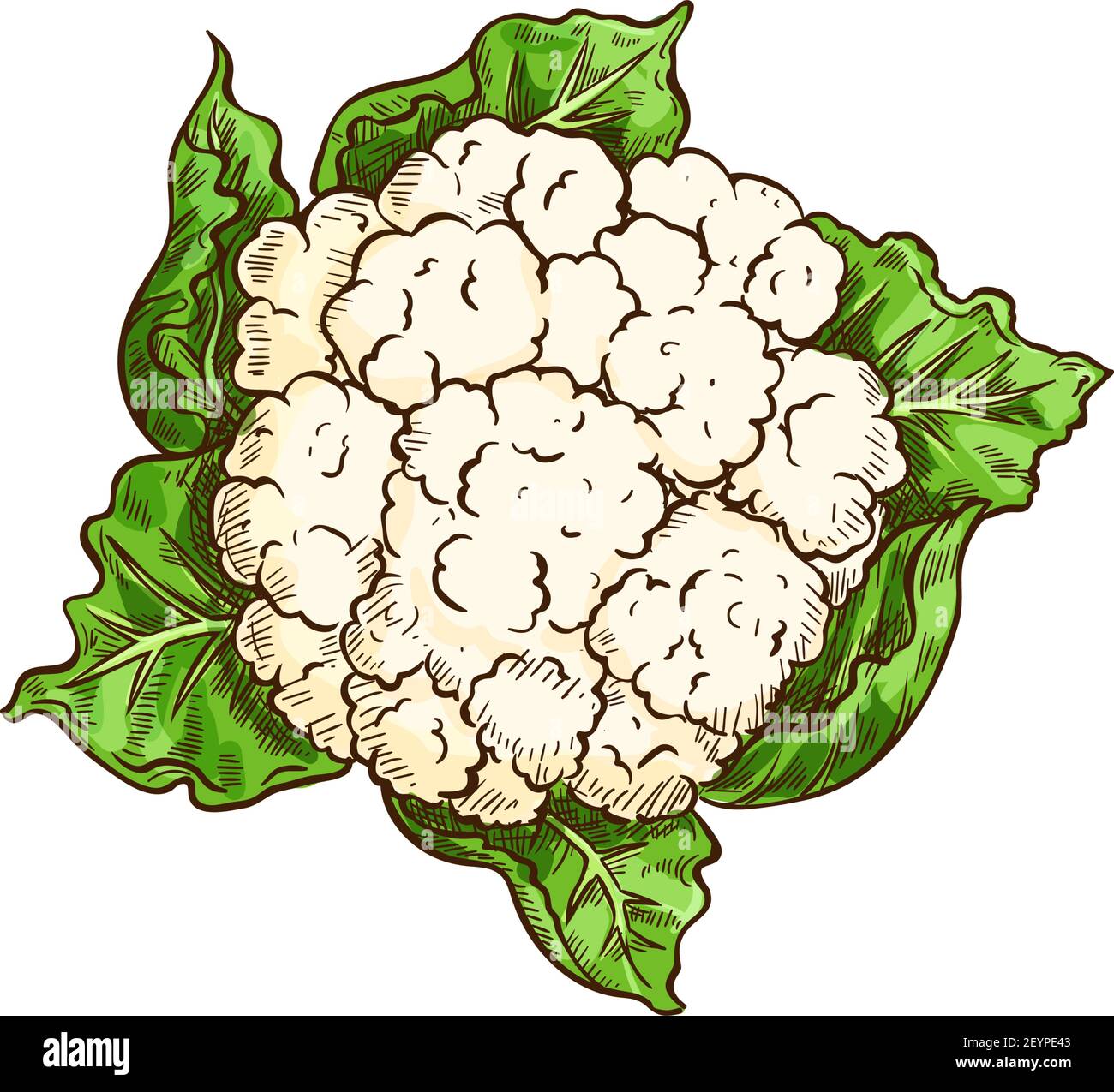 Vegetable cauliflower isolated leafy cabbage. Vector white flower buds