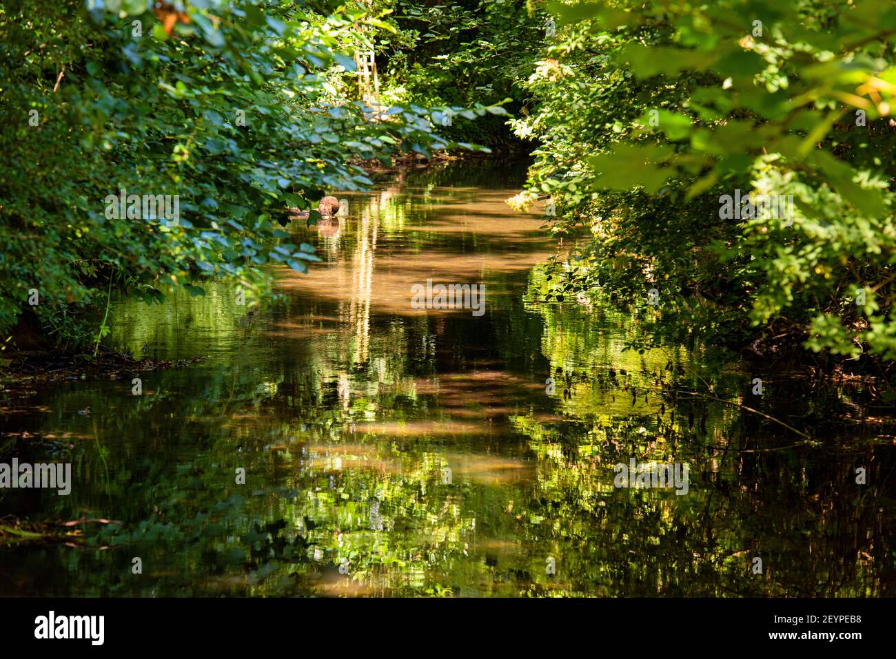 The River Darent in Shoreham near Otford in Kent, England Stock Photo