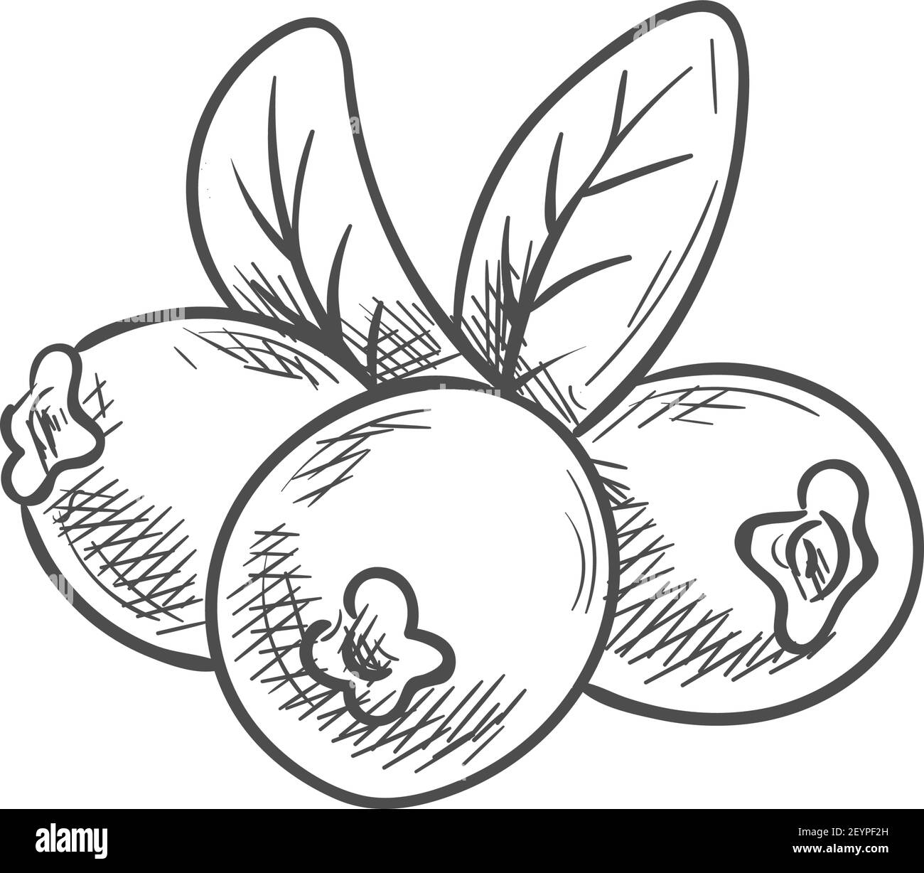 Cranberry red berries and green leaves isolated sketch. Vector wild