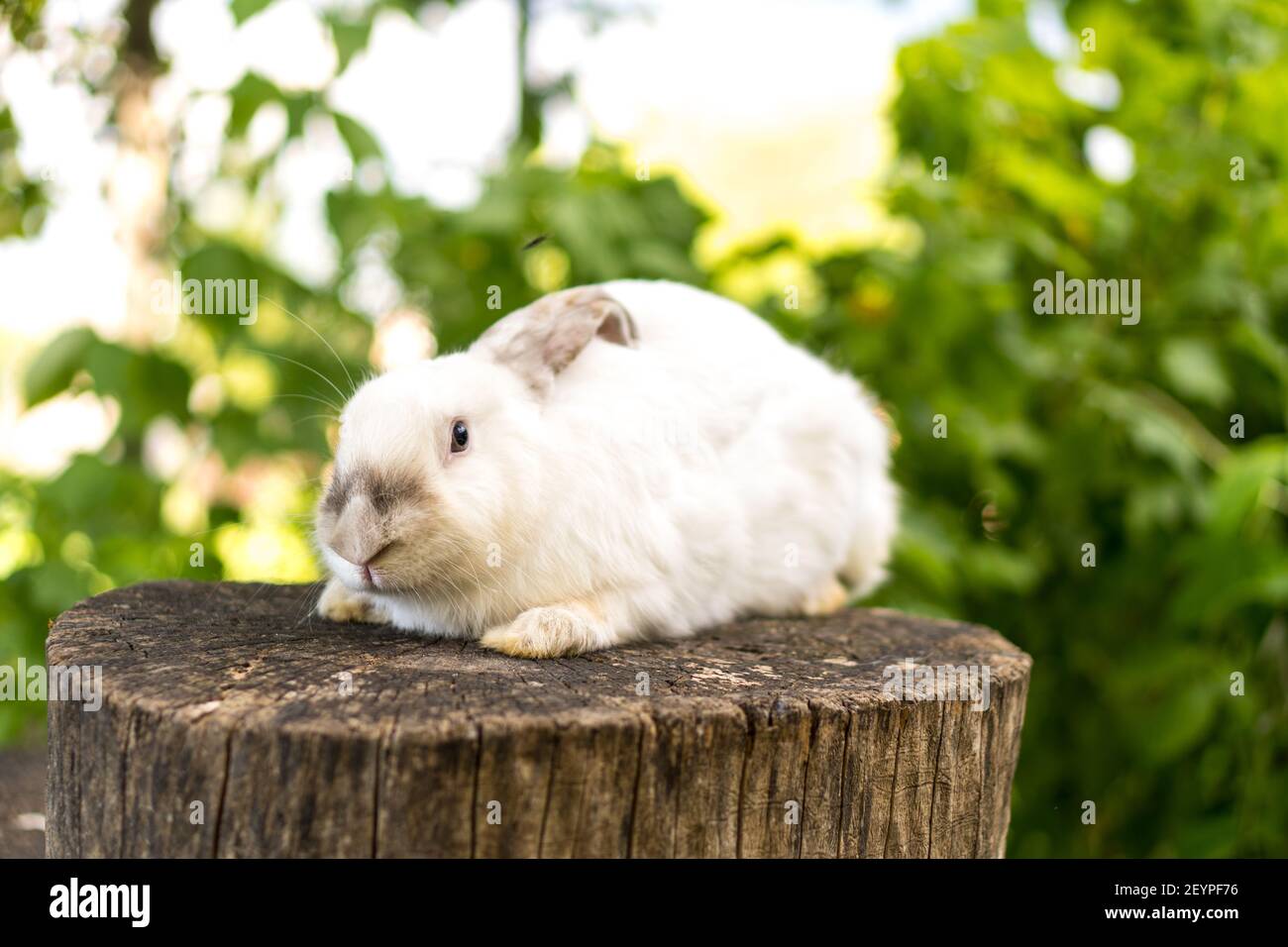Tree Stump Rabbit Tree Stump Rabbit High Resolution Stock Photography and Images - Alamy
