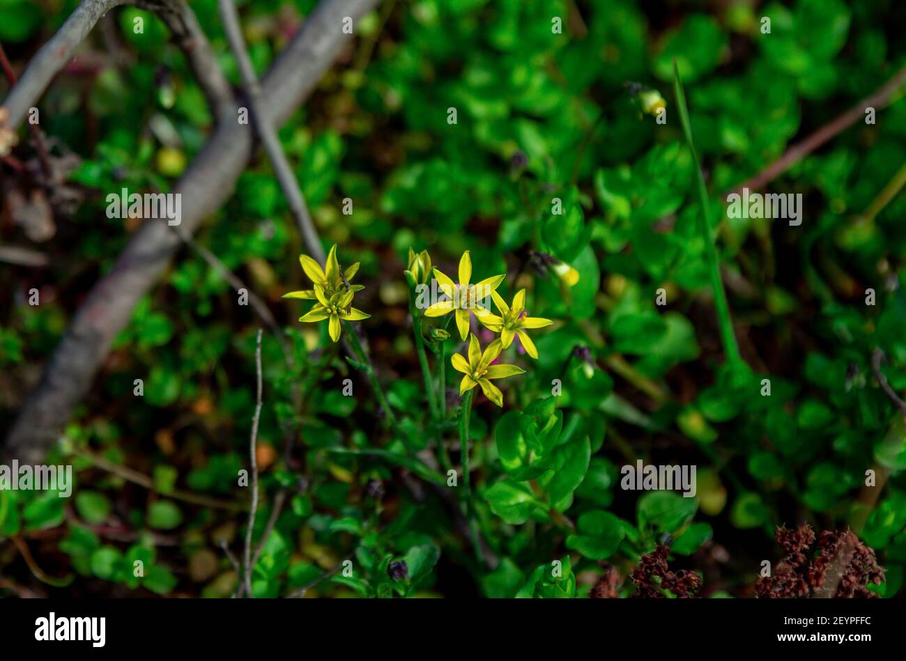 Beautiful blooming Gagea hiensis- lily family wild yellow flowers, growing on the meadow. Stock Photo