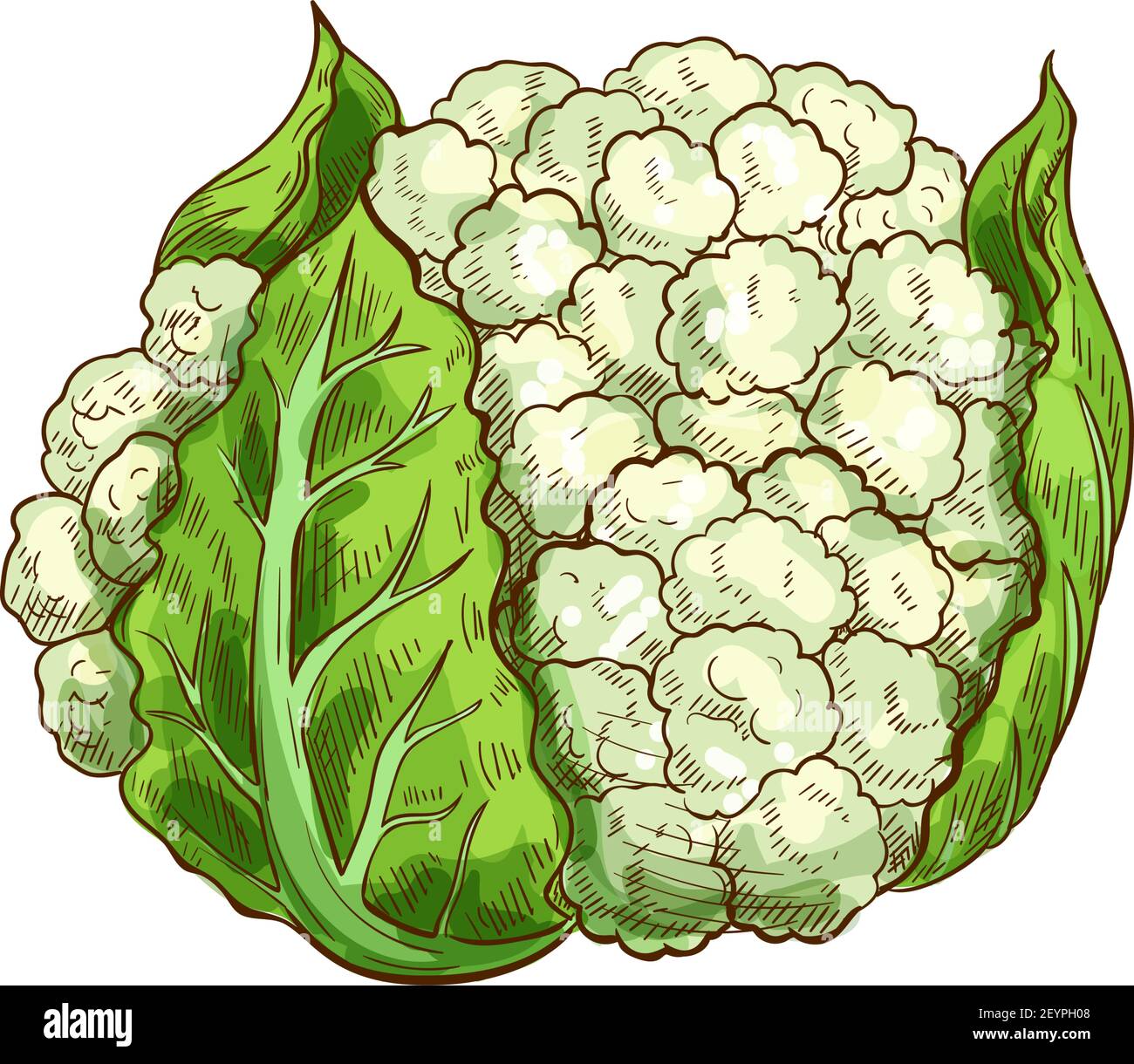 Vegetable cauliflower isolated leafy cabbage. Vector white flower buds