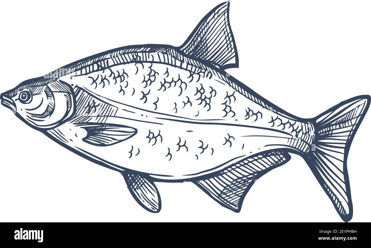 Bream species of freshwater and marine fish isolated monochrome sketch. Vector Abramis, gilt head bream Sparus aurata saltwater fish. Orata or Dorada Stock Vector