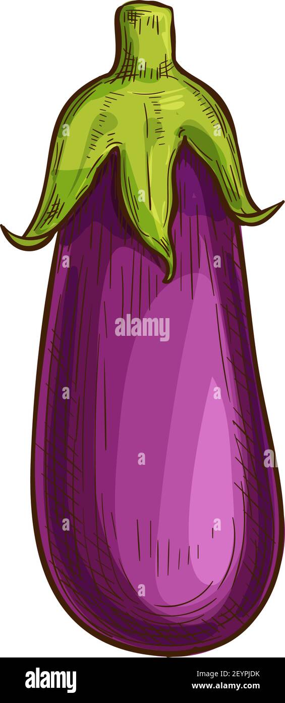 Aubergine vegetable, eggplant isolated sketch. Vector purple vegetable,  whole brinjal edible fruit Stock Vector Image & Art - Alamy