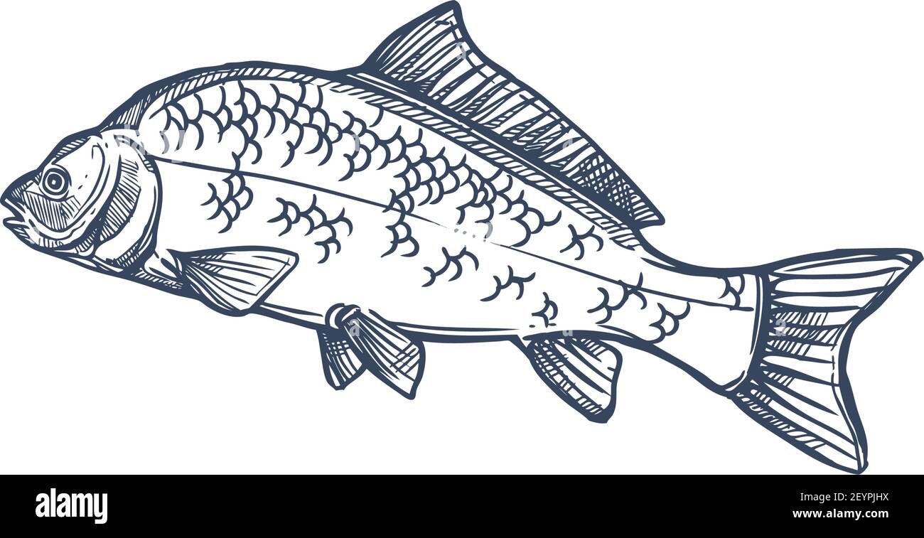 Carp freshwater fish of family Cyprinidae isolated monochrome icon. Vector common silver bighead carp, grass crucian hand drawn aquatic animal. Fish i Stock Vector