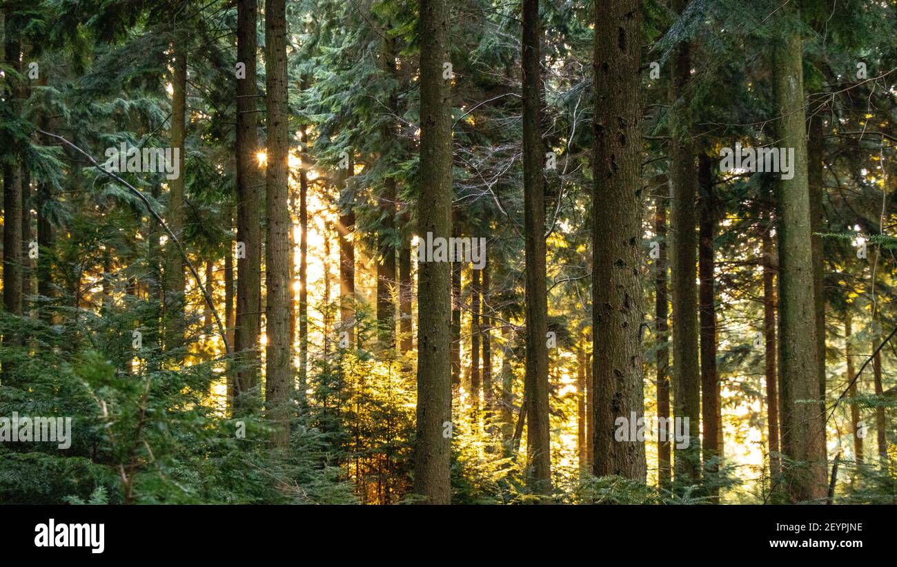 Queen Elizabeth Country Park Stock Photo Alamy