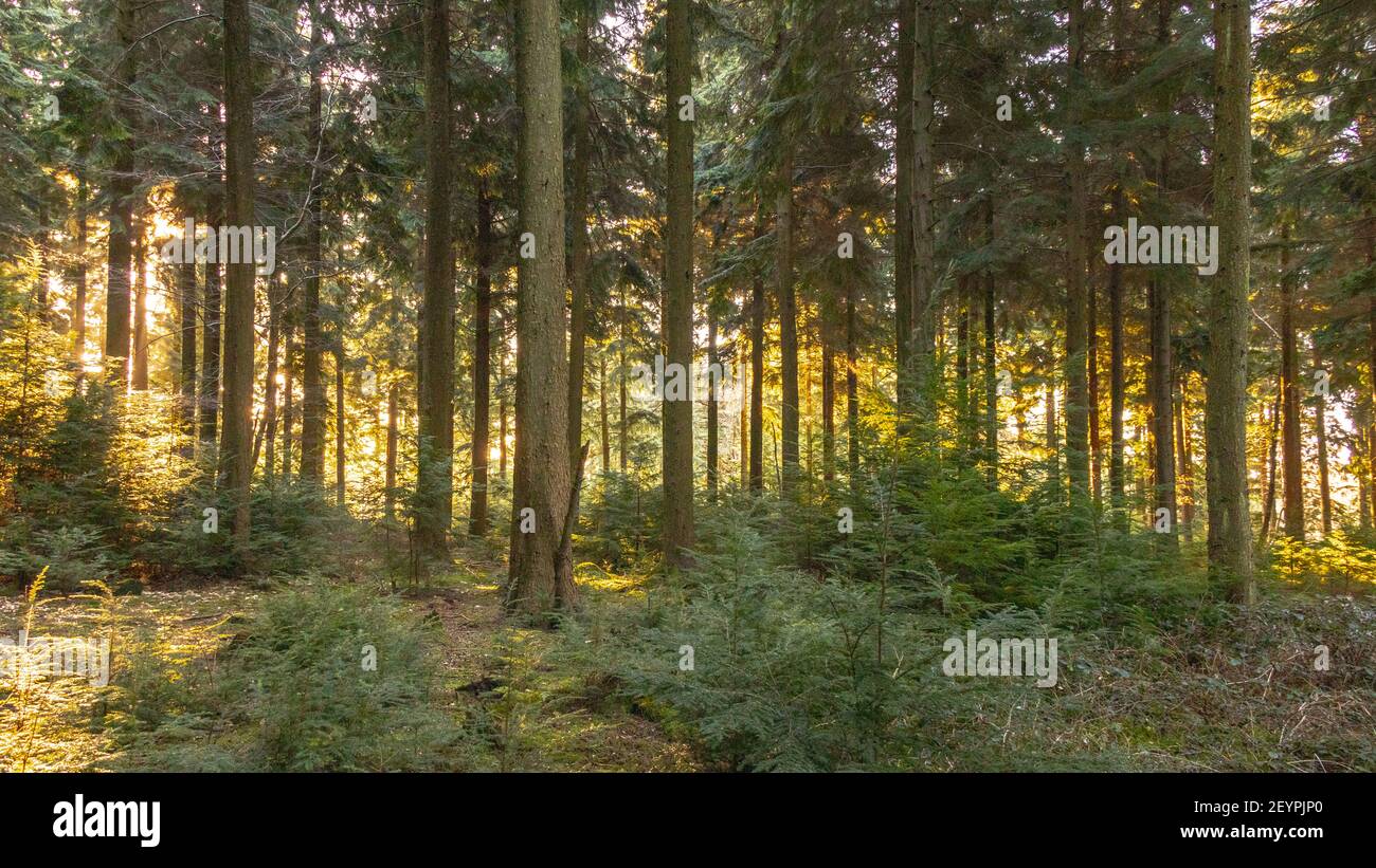 Queen Elizabeth Country Park Stock Photo Alamy