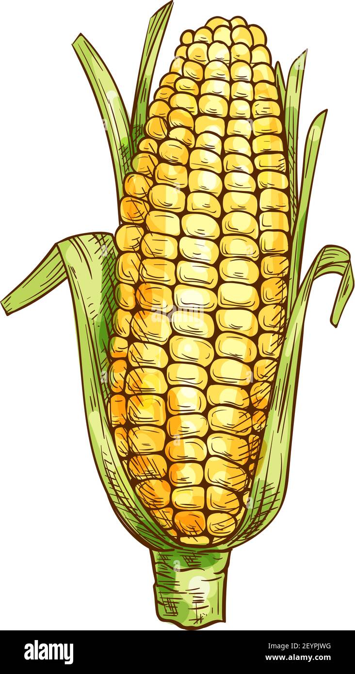 maize corn cob