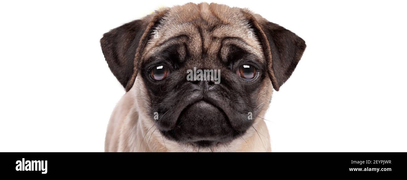 portrait of a sad pug puppy dog isolated on a white background Stock Photo