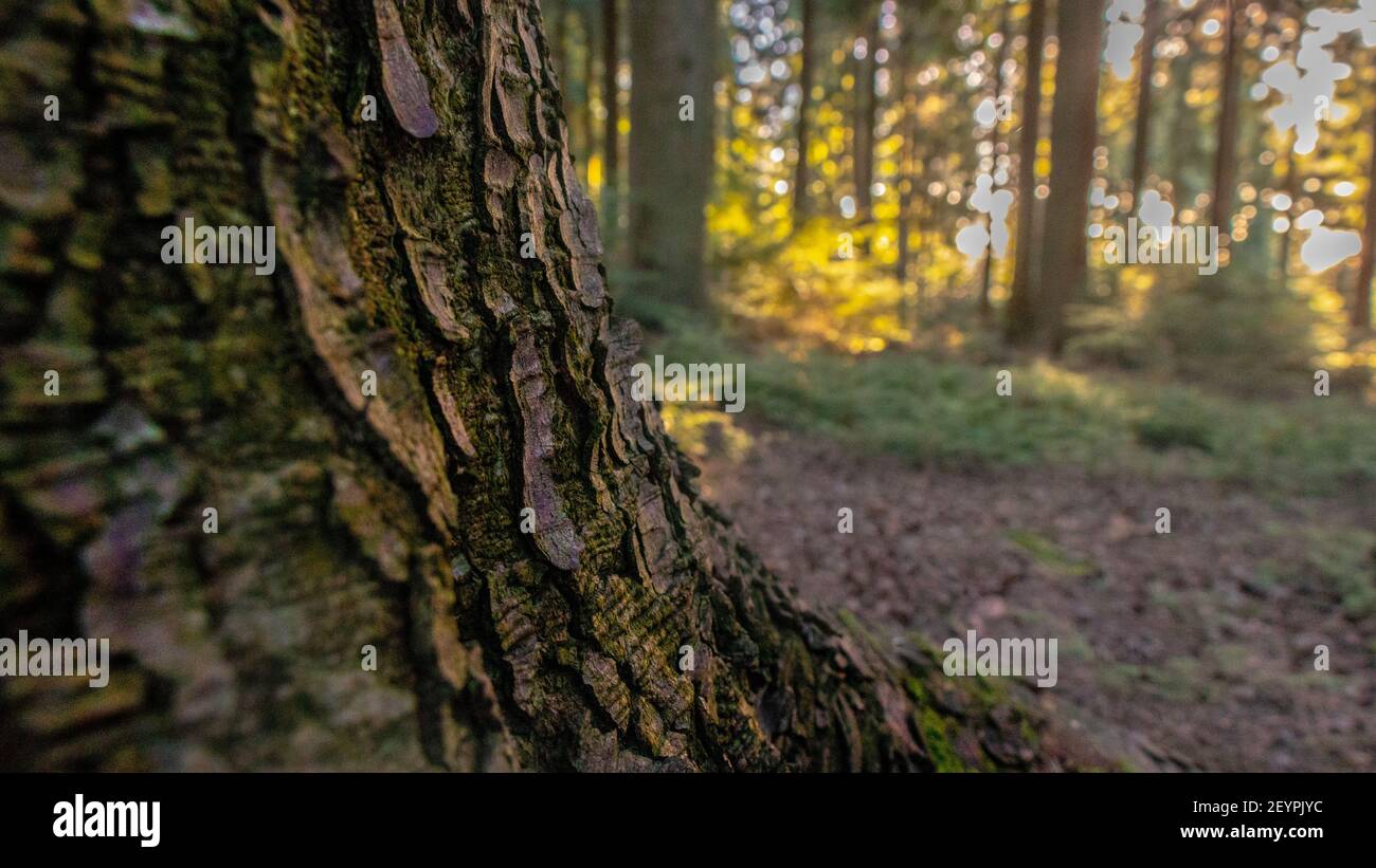 Queen Elizabeth Country Park Stock Photo Alamy