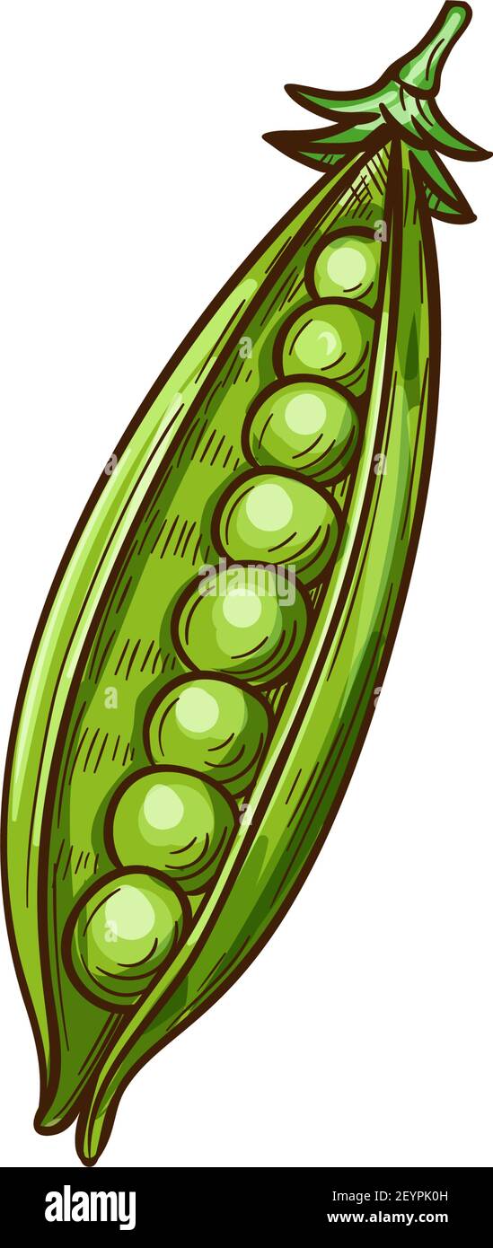 Peas seeds in green pods isolated legumes sketch. Vector beans and