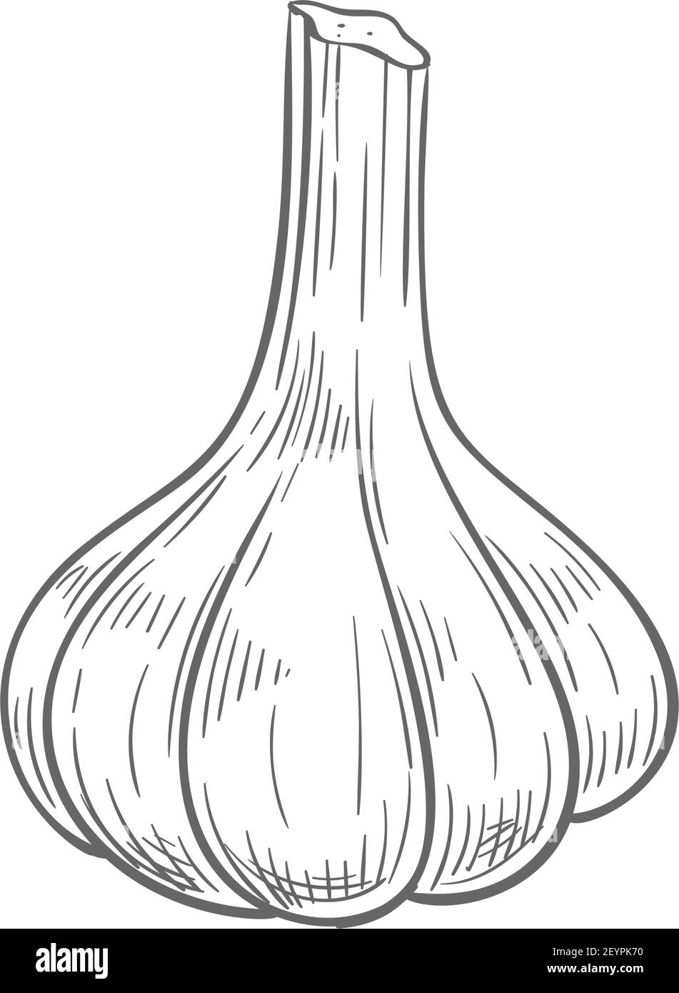 Garlic Bulb Drawing