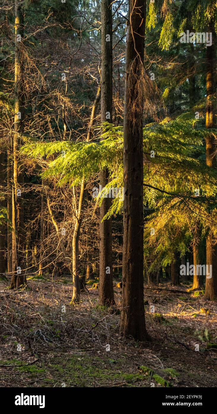 Queen Elizabeth Country Park Stock Photo Alamy