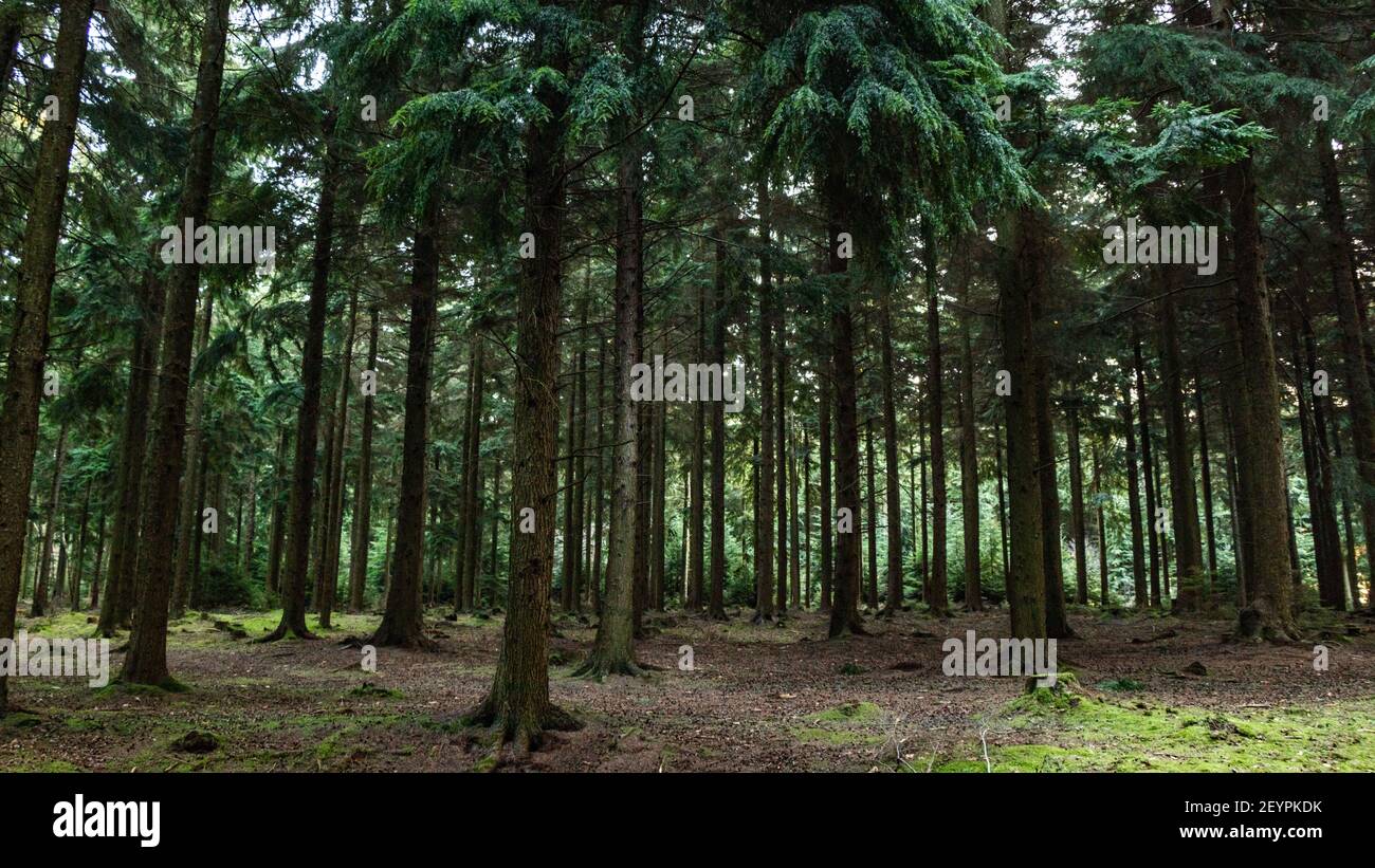 Queen Elizabeth Country Park Stock Photo Alamy