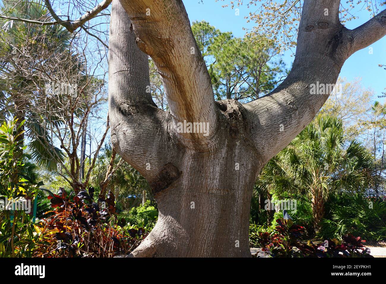 Kapok tree trunk hi-res stock photography and images - Alamy