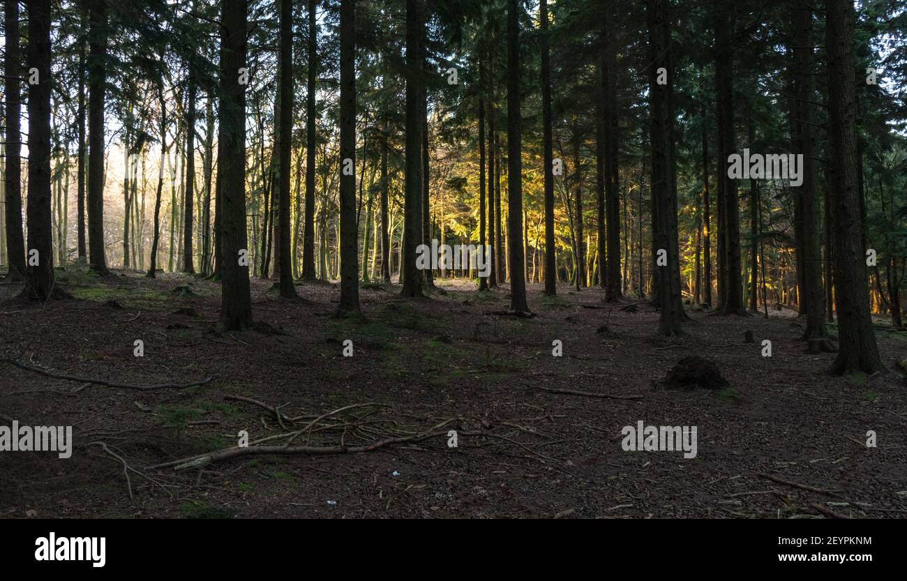 Queen Elizabeth Country Park Stock Photo Alamy