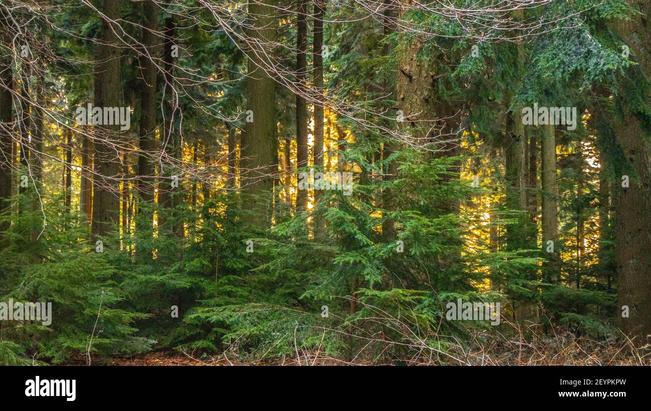 Queen Elizabeth Country Park Stock Photo Alamy