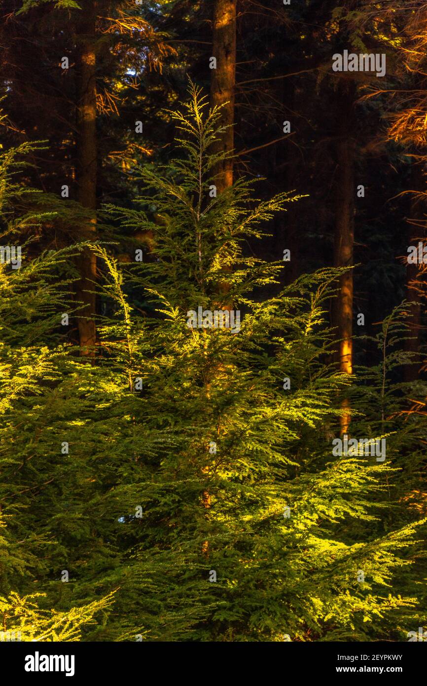 Queen Elizabeth Country Park Stock Photo Alamy