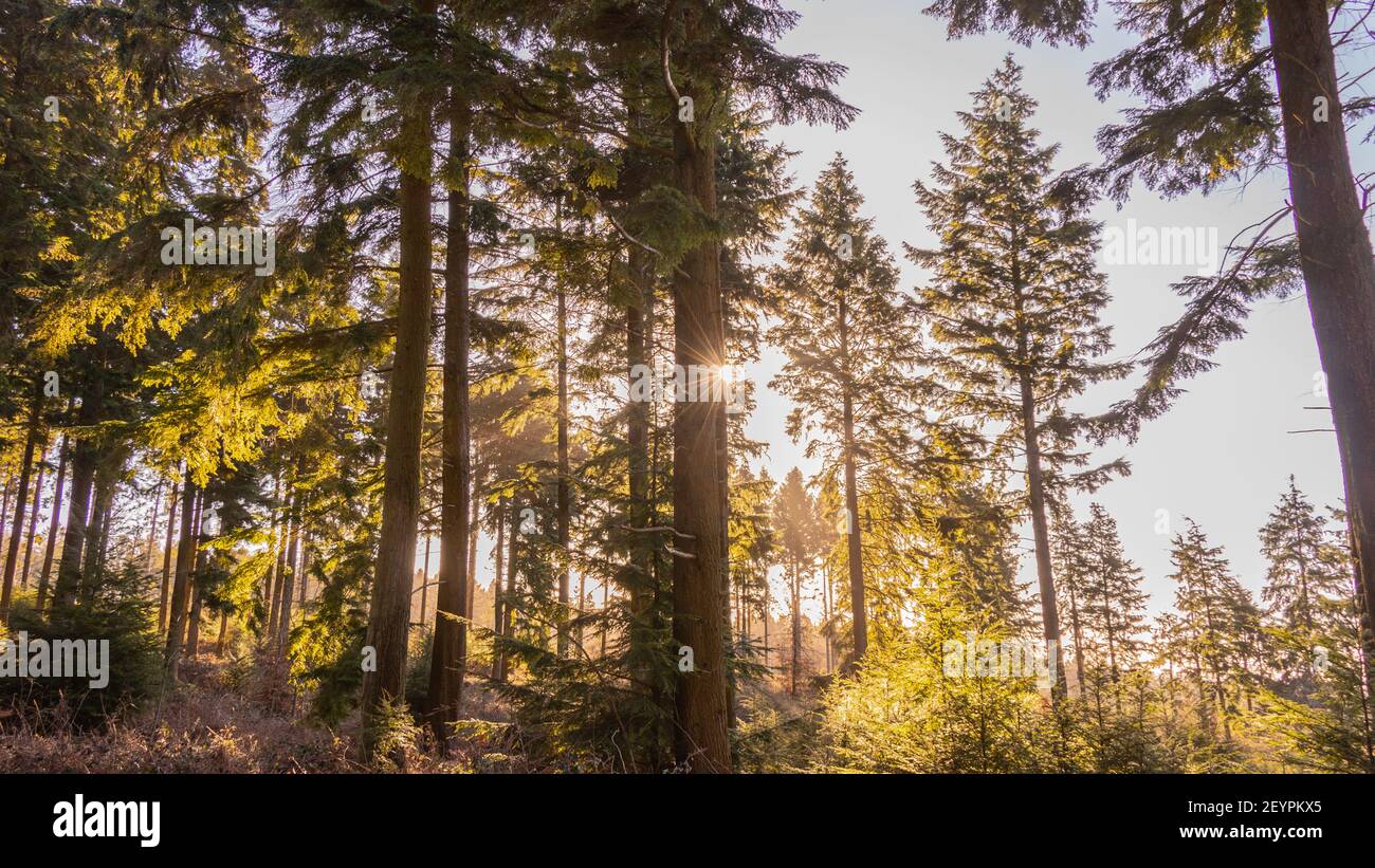 Queen Elizabeth Country Park Stock Photo Alamy