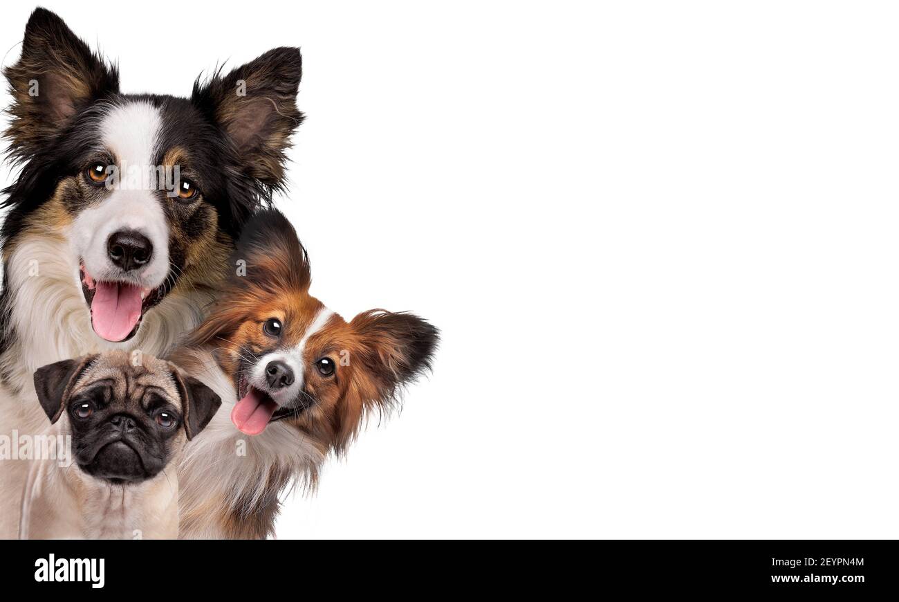 two happy panting dogs and one sad puppy dog in front of a white background Stock Photo