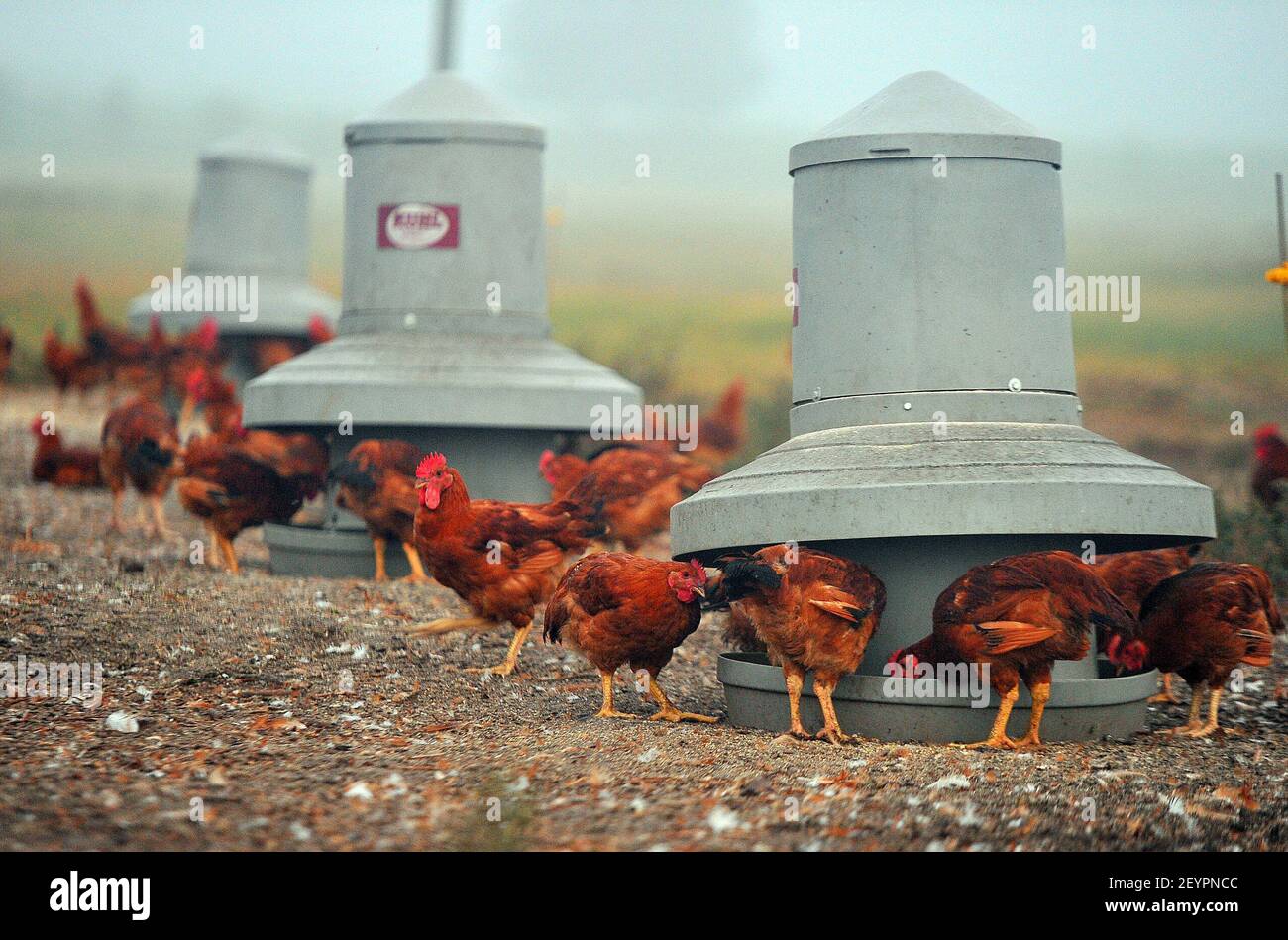 Free range chickens eat at White Oak Pastures in Bluffton,