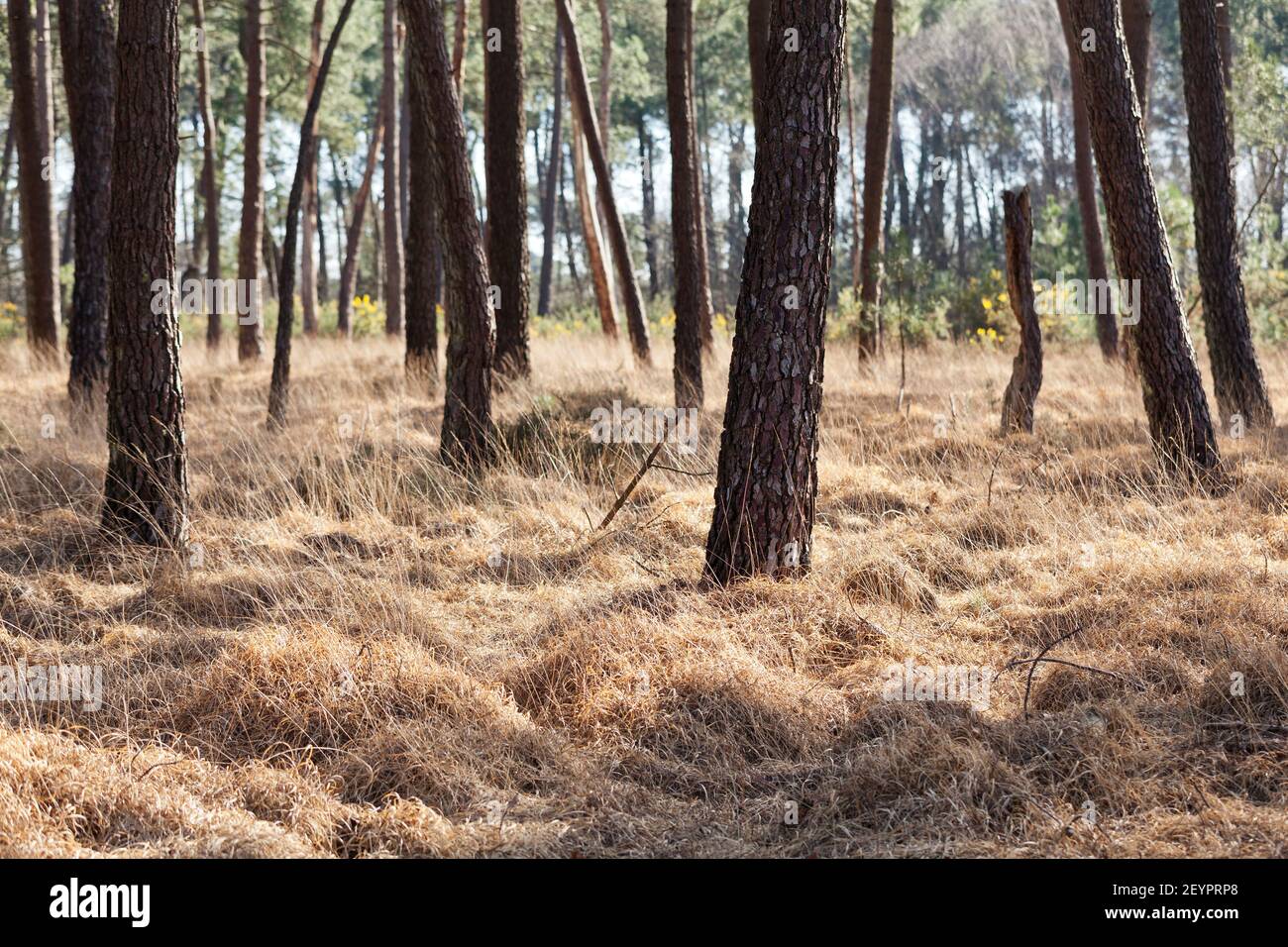 Sunny pine forest near Pirou in winter, Normandy, France Stock Photo