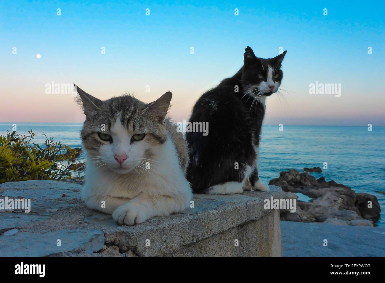 Two grumpy cats lying and sitting on the stone on the background of the blue sky and ocean Stock Photo