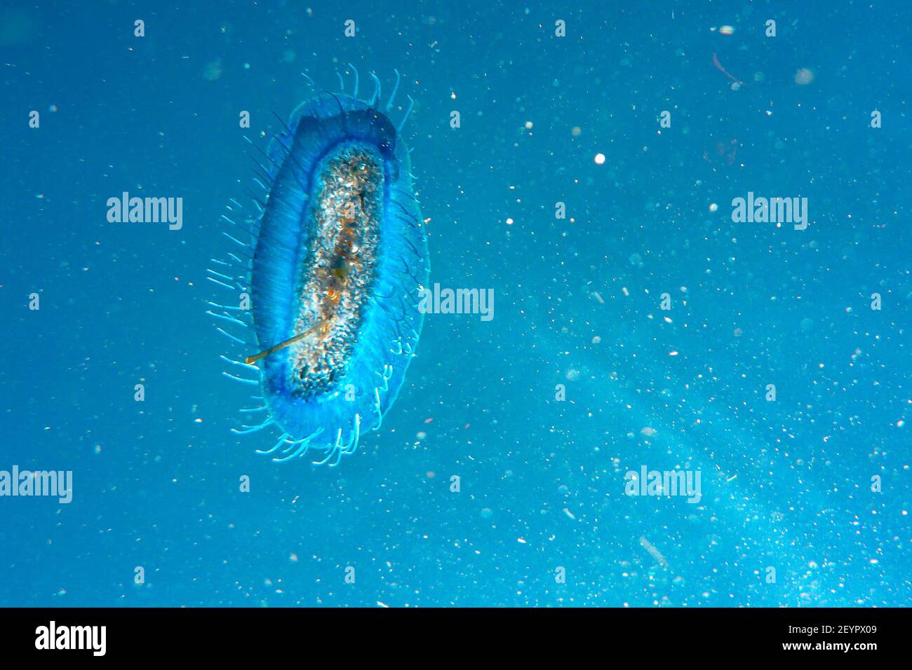 A blue siphonophore fish swimming in the sea Stock Photo