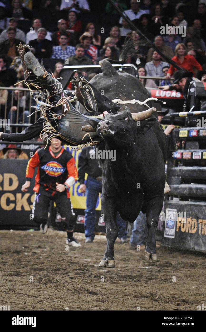 07 January 2012 - New York - A professional bull rider is thrown from a ...