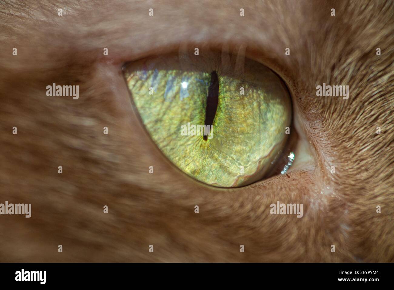 A close up of a ginger cat's green eye Stock Photo Alamy