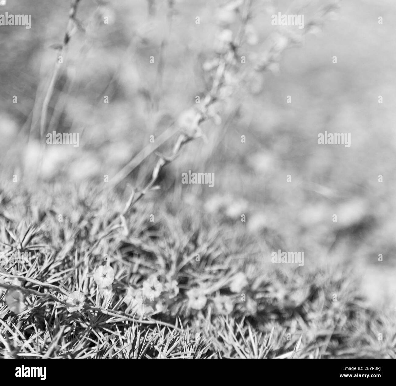 Flowering grass in detail Black and White Stock Photos & Images - Alamy