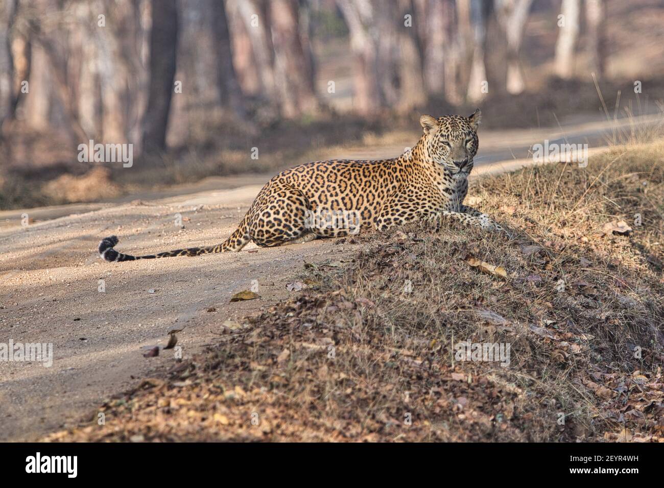 Leopard at Kabini, Nagarhole National Park, Karnataka, India Stock