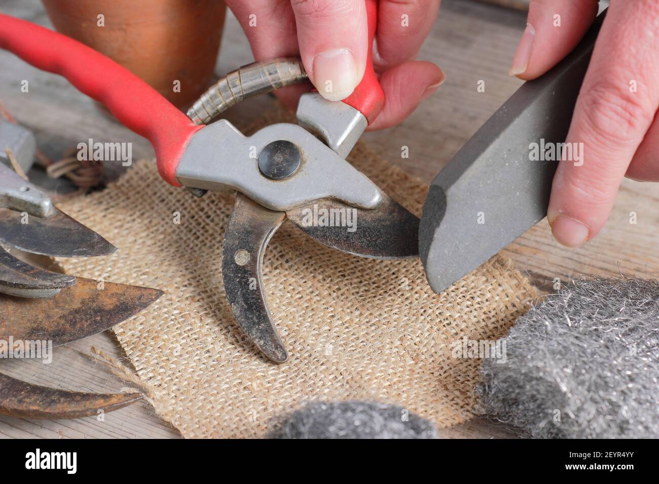 Sharpening the blunt blade of secateurs with a sharpening stone. UK Stock Photo