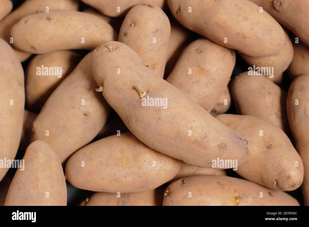 Seed potatoes ready for chitting ahead of the growing season. Pictured: Solanum tuberosum 'Ratte' seed potatoes. UK Stock Photo