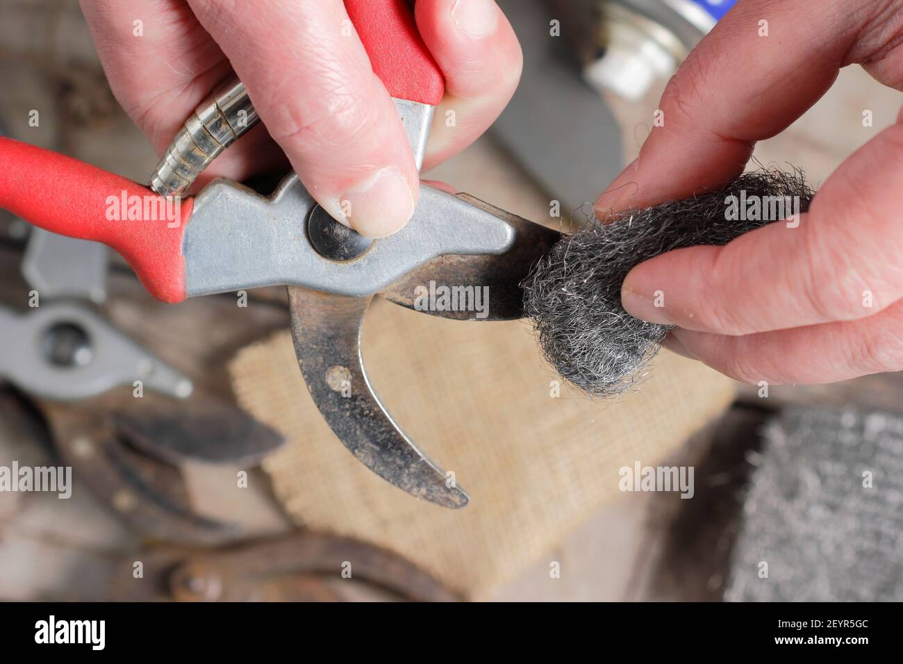 Cleaning garden secateurs with wire wool to help remove signs of rust and build up of plant and sap residue. Garden tool maintenance. Stock Photo
