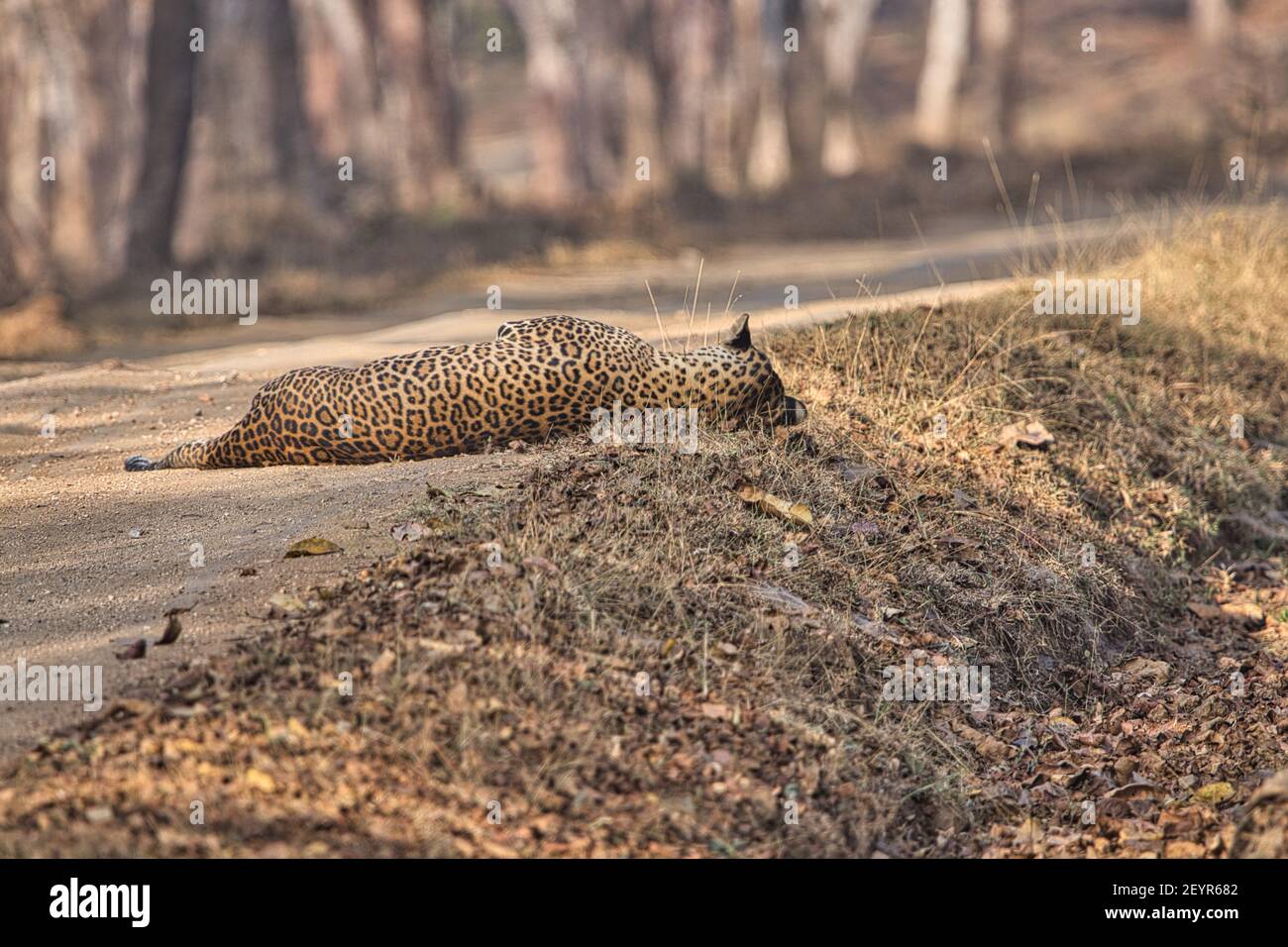 Leopard at Kabini, Nagarhole National Park, Karnataka, India Stock
