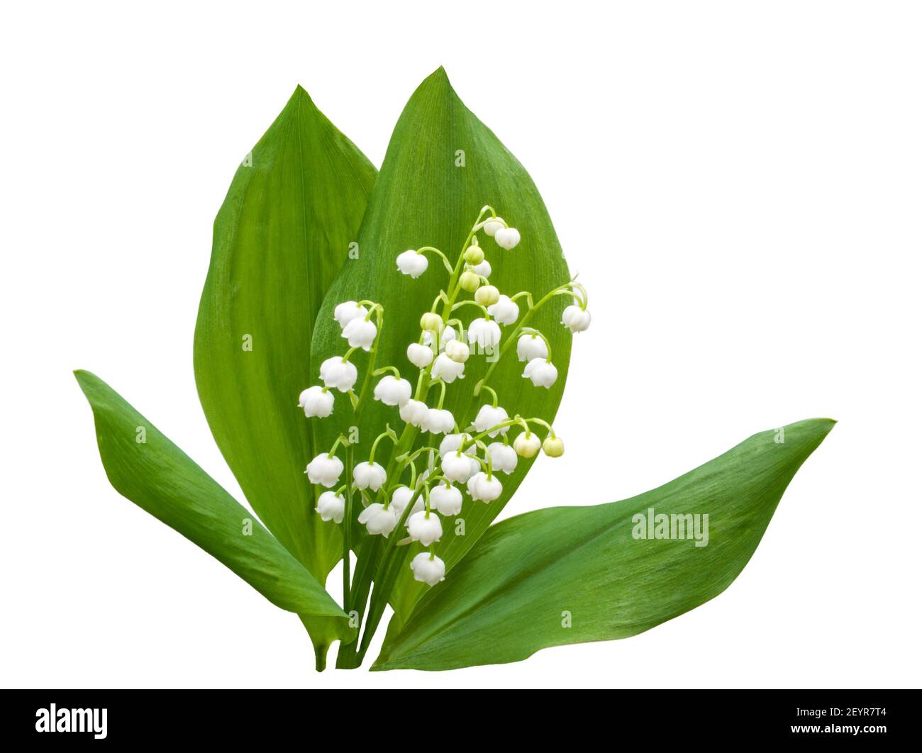 Lily of the valley convallaria majalis Stock Photo Alamy