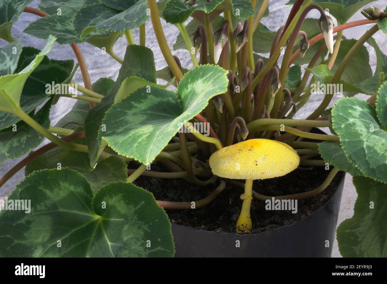Leucocoprinus birnbaumii, Lepiota lutea, Yellow houseplant mushroom, a Saprotrophic mushroom, inedible, and frequently occuring in potting compost. Stock Photo