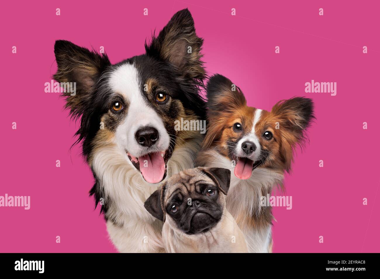 portrait of three dogs in front of a pink background Stock Photo
